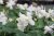 Aquilegia flabellata Cameo White, Japansk Akleja, C11cm