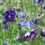 Aquilegia vulgaris Blue Barlow, Stjärnakleja, P9cm