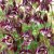 Aquilegia vulgaris William Guiness, Akleja, P9cm
