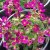Arabis caucasica Little Treasure Deep Rose, Fagertrav, C11cm