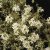 Arabis caucasica Variegata, Fagertrav