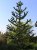 Araucaria araucana, Apträd, Brödgran