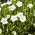 Arenaria montana, Bergnarv, P9cm