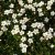 Arenaria montana, Bergnarv
