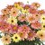 Argyranthemum frutescens Santorini Peach