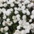 Armeria maritima Alba, Strandtrift, C11cm