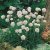 Armeria maritima Alba, Strandtrift, C11cm