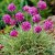 Armeria maritima Nifty Thrifty, Strandtrift, P9cm