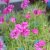 Armeria maritima Nifty Thrifty, Strandtrift, P9cm