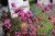 Armeria maritima Rubrifolia, Strandtrift, P9cm