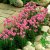 Armeria maritima Splendens, Strandtrift