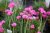 Armeria maritima Splendens, Strandtrift, C11cm