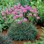 Armeria maritima Rubrifolia, Strandtrift, P9cm
