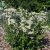 Aronia melanocarpa Hugin E, Liten Svartaronia 10-pack