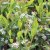 Aronia melanocarpa Autumn Magic, Svartaronia, 40-45 C3
