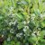 Aronia melanocarpa Hugin E, Liten Svartaronia 10-pack
