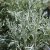 Artemisia ludoviciana Silver Queen, Vitmalört, P9cm