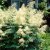 Aruncus dioicus, Plymspirea