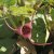 Asarum caudatum, Kalifornisk Hasselört