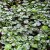 Asarum europaeum , Europeisk Hasselört, P9cm