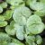 Asarum europaeum , Europeisk Hasselört, P9cm