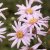 Aster amellus Rosa Erfülling (Pink Zenith), Brittsommaraster