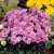 Aster amellus Rosa Erfülling (Pink Zenith), Brittsommaraster, P9cm