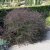 Symphyotrichum (Aster) lateriflorum Lady in Black, Grenaster, SQ1