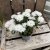 Aster Victoria