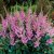 Astilbe chinensis Pumila, Dvärgastilbe