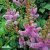 Astilbe chinensis Pumila, Dvärgastilbe, C13cm