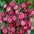 Astrantia major Moulin Rouge ®, Stjärnflocka