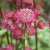 Astrantia major Moulin Rouge ®, Stjärnflocka, C13cm