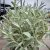 Salix candida Iceberg Valley ®