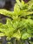 Aucuba japonica Variegata, Gulprickig Aukuba Honplanta