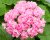 Rosenpelargon, kruka, Australian Pink Rambler
