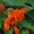 Begonia Belleconia ™ Hot Orange, stickling 3-pack