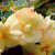 Begonia Belleconia ™ Chardonnay, stickling 3-pack