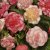 Begonia Wummi Marmorata 2st