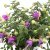 Hängfuchsia, Bella Diana ® 2-pack