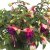 Hängfuchsia, Bella Georgia ® 2-pack