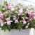Fuchsia Upprätt, Bella Lisa ® 3-pack