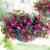Hängfuchsia, Bella Lydia ® 3-pack