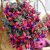 Hängfuchsia, Bella Sacha ® 3-pack