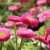 Bellis perennis Rosa, Tusensköna, P9cm