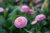 Bellis perennis Rosa, Tusensköna, P9cm