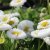 Bellis perennis Vit, Tusensköna, P9cm