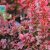 Berberis thunbergii Admiration, Häckberberis, C2