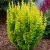 Berberis thunbergii Golden Rocket ®, Häckberberis, C2