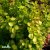 Berberis thunbergii Golden Rocket ®, Häckberberis, C2